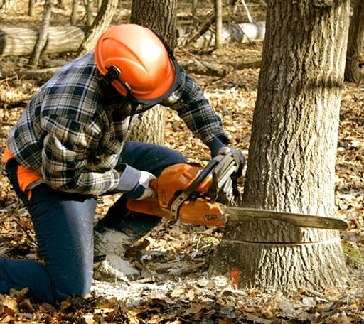 Tree Removal in Adolphus, KY